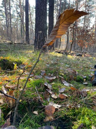 Kastanie 1 Kastanie 1