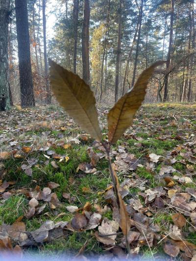 Kastanie 2 Kastanie 2